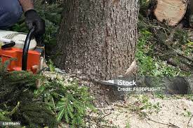 Best Palm Tree Trimming  in Leland, MS